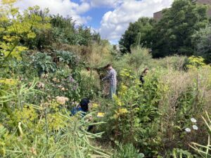 Professional Certificate in Art and Ecology (Summer 2026)