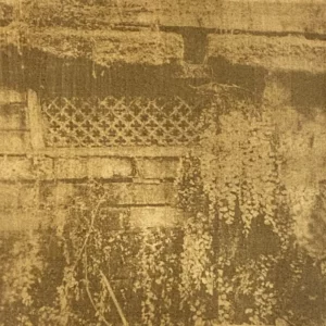 Melissa O'Brien, Maidenhair fern, 2025.